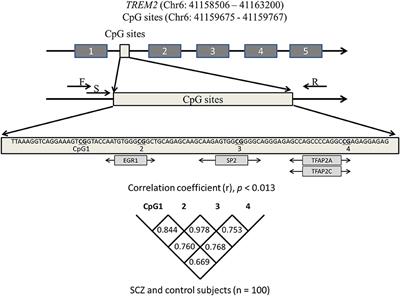 DNA Methylation Changes in Intron 1 of Triggering Receptor Expressed on Myeloid Cell 2 in Japanese Schizophrenia Subjects